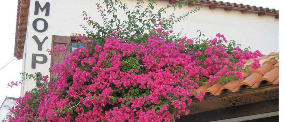 Mouria Hotel Skiathos by Eksteriør billede